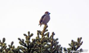 Nokkavarpunen Kemi, Kiikeli 5.4.2023 Seppo Mäkitalo